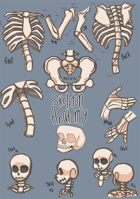 Stylized Skeleton Anatomy Practice By Weirdest0username On Deviantart