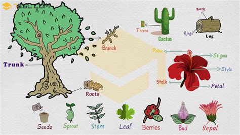 Parts Of A Plant Useful Plant Parts In English With Pictures • 7esl