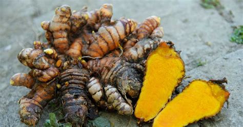 How To Plant And Grow Turmeric At Home Luv Garden Com