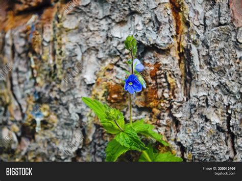 Blue Flower Forest Image And Photo Free Trial Bigstock