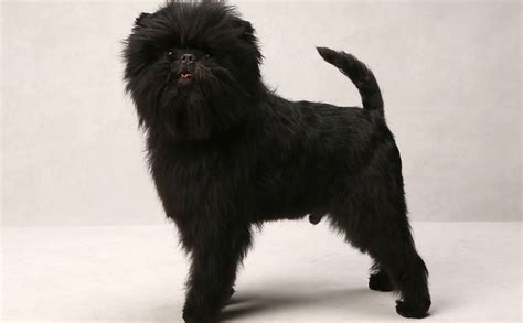 The office is closed and all the workers are thus westminster dog show 2021 is a great event when you consider the number of participants' activity. Westminster Kennel Club Dog Show - 13/02/2013 - F5 ...