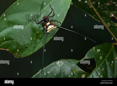 Orb Weaver Spider Micrathena Sp Yasuni National Park Amazon