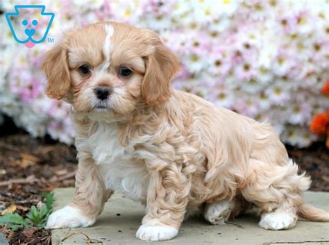 Find shih tzus for sale in kansas city on oodle classifieds. Clair | Shih Tzu Mix Puppy For Sale | Keystone Puppies