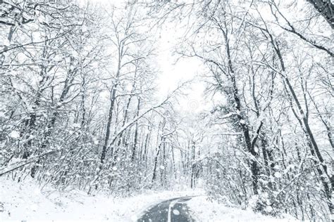 Winter Forest Snow Road Forest Road Winter Snow View Stock Photo