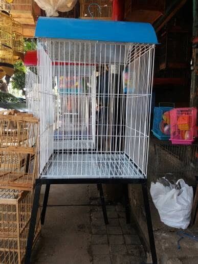 Harga burung beo kalimantan juga tidak bisa dibilang murah, untuk yang sudah dewasa anda harus rela mengeluarkan uang hingga rp 3.000.000 untuk membawanya pulang. Jual Kandang Burung beo Kaki warna biru ukuran Besar ...