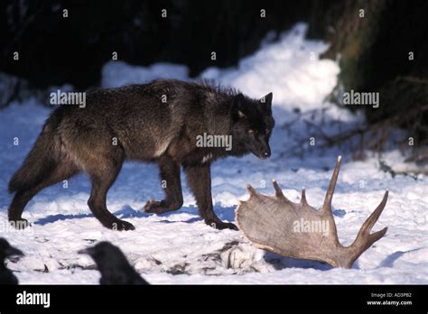 Gray Wolf Canis Lupus A Black Female Wolf With A Dead Moose Alces Alces