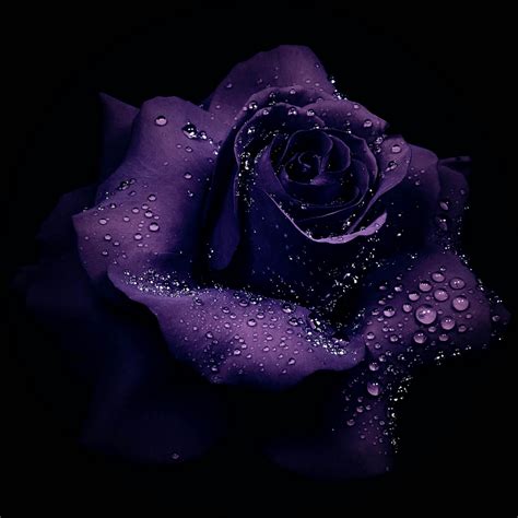 Dew Drops On Purple Rose Forum Avatar Profile Photo Id 226906