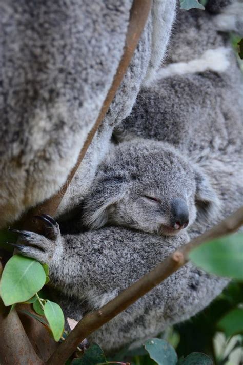 Baby Koala Sleeping Wildlife Sydney Zoo New South Wales Australia