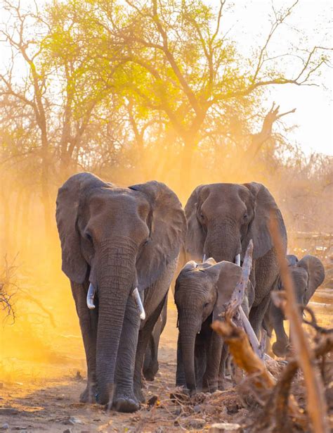 41 Safari Animals And Where To Find Them