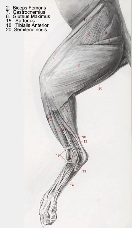 Hind Leg Muscles Of A Cat 3  Image Feline Anatomy Dog Anatomy