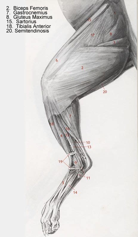 Cat Hind Leg Anatomy Cats Blog