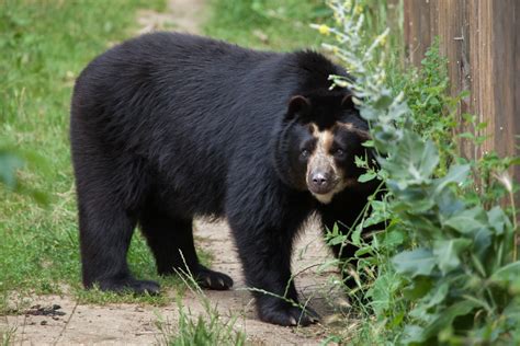 Species Profile The Spectacled Bear We Love Bears Blog