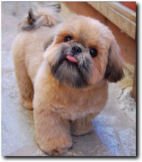 The current median price for all shih tzus sold is $1,450.00. Pin on Naughty puppies