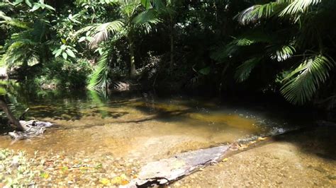 Jungle Creek Magic Australia Youtube