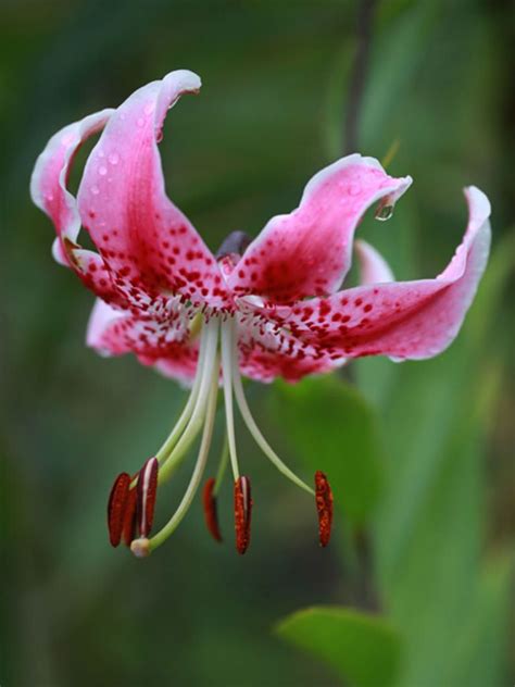 Lilium Speciosum Var Rubrum Japanese Lily World Of Flowering