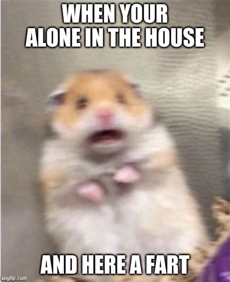 Scared Hamster Memes Imgflip
