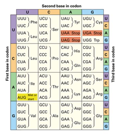 Protein Synthesis - Pap Biology 1 with Mena at Saginaw ...