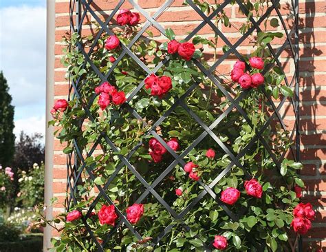The Exedra Metall Wall Trellis Is A Unique Half Round Wall Mounted