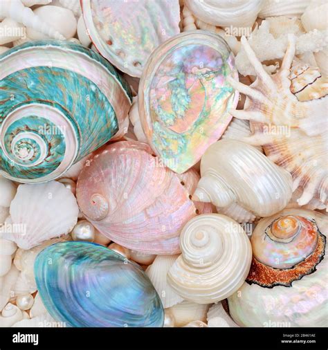 Seashell Abstract Background With Mother Of Pearl Seashells And A