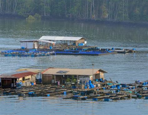 The aquaculture industry has been expanding and evolving rapidly. Better aquaculture management rewards Malaysia's fish ...