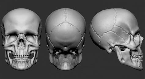 Skull Free 3d Model Obj C4d Free3d Anatomy Bones Skull Anatomy