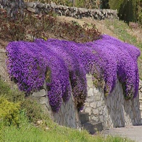 Aubrieta Cascade Purple Trailing Habit For Hanging Etsy Perennial