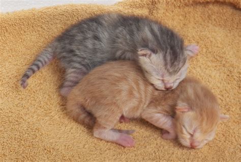 newborn kitties cute kittens photo 41505032 fanpop