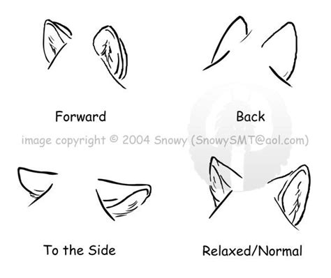 Wolf Ears Basic Forms Of Communication