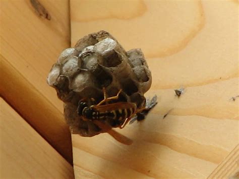 Wasps love to build their nests any place that affords them shelter and protection from the elements, such as near homes, behind shutters, in eaves and corners and in the trunk or branches of trees. How To Get Rid Of A Wasps Nest Naturally | Mice