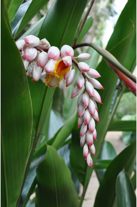 We did not find results for: Alpinia zerumbet 'Green Shell Ginger' | Bamboo Land ...