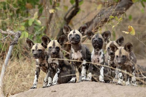 A Pack Of Wild Dog Puppies Lycaon Pictus Outside Their Den Stock