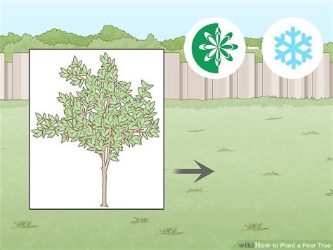 The usual way to estimate long distances is by the time they take to cover. 3 Easy Ways to Plant a Pear Tree - wikiHow