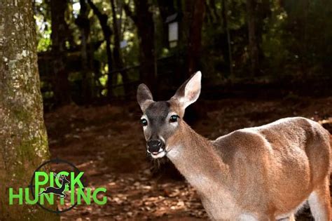 How Long Do Deer Live Facts And Age Calculator