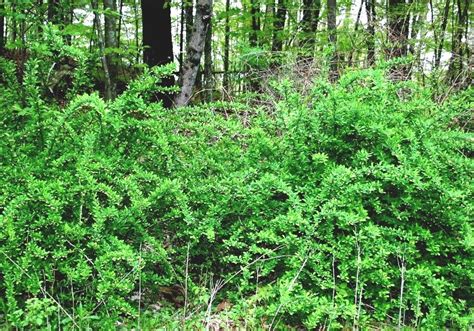 List Of Invasive Plant Species In West Virginia Invasive Species In
