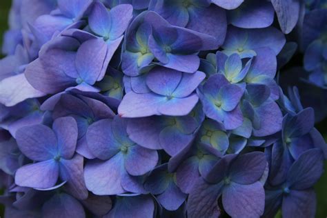 Purple Blue Hydrangea Free Stock Photo Public Domain Pictures