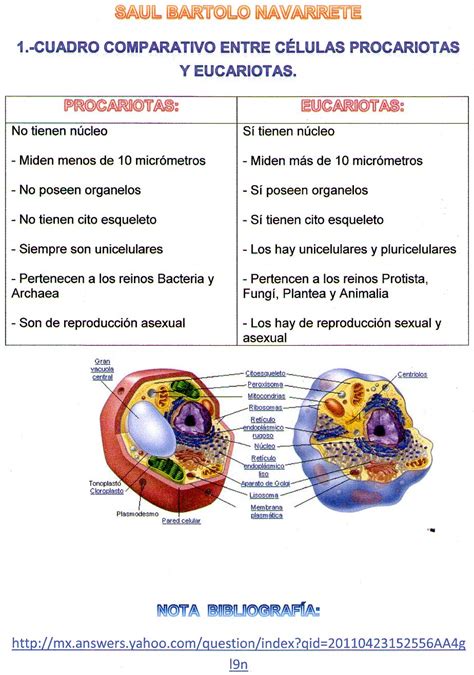 Cuadro Comparativo De Las Cﾃｩlulas Procariotas Y Eucariotas Con Sus