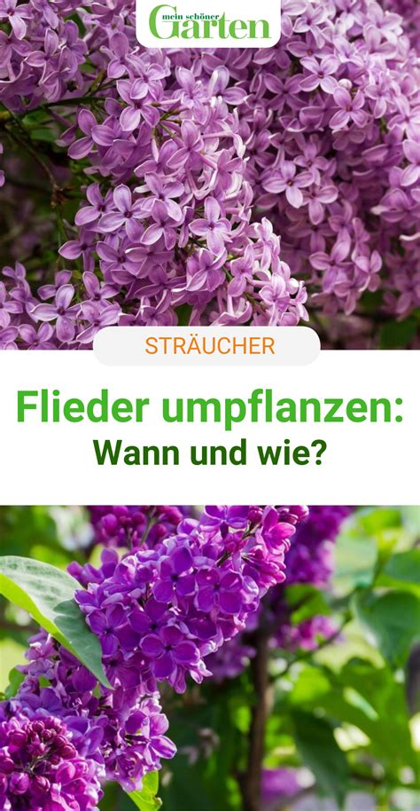 Grund für die verwirrung ist einfach, dass es zwei unterschiedliche schnittgruppen gibt: Flieder umpflanzen: Wann und wie es gelingt | Umpflanzen ...