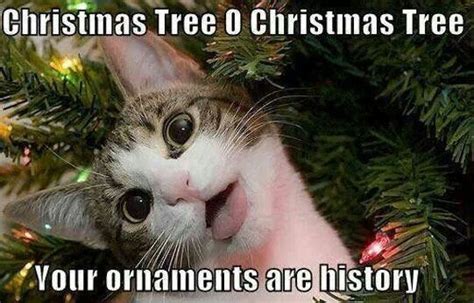 silly cat christmas memes funny christmas memes christmas humor