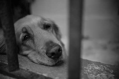 Therefore, the best thing you can do is to put your canine friend out. WHEN TO EUTHANIZE A DOG WITH CUSHING'S DISEASE? | Playful ...