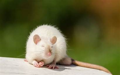 Rat Mouse Wallpapers Greepx