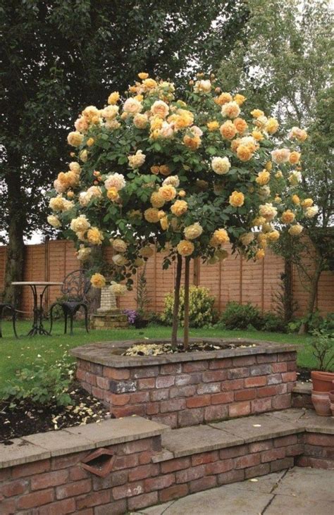 47 Amazing Rose Garden Ideas On This Year Rose Garden
