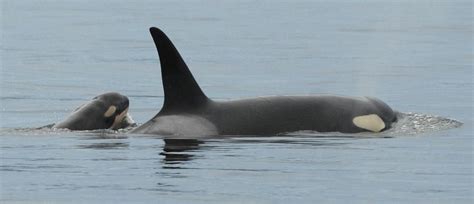 Hungry Killer Whales Waiting For Columbia River Salmon The Seattle Times