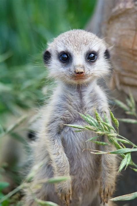 The Baby Meerkats By Ondřej Chvátal Photo 171368541 500px Meerkat