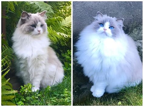 When and why cats shed. Summer floof - Winter floof : Eyebleach