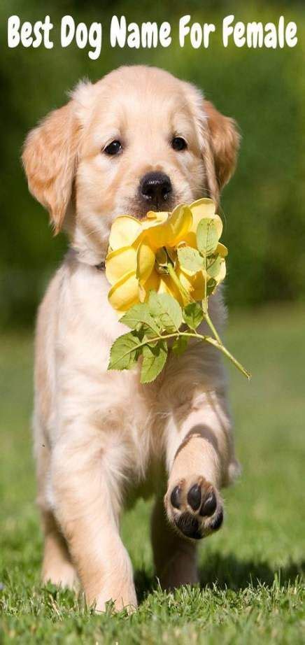 The best names from disney shows and movies for your dog — good boy or good girl! Dogs names girl labrador retriever 38+ ideas | Dog names ...