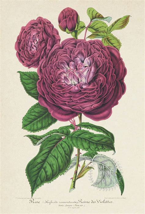 Flower Art Print Vintage Rose Botanical Illustration Large Wall Art