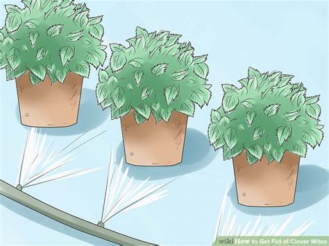 What to look for you should be looking for the clover mites themselves, which may be difficult beca. How to Get Rid of Clover Mites: 11 Steps (with Pictures ...