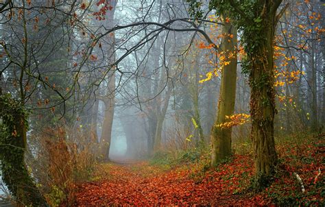 Wallpaper Autumn Forest Trees Nature Fog Foliage Morning