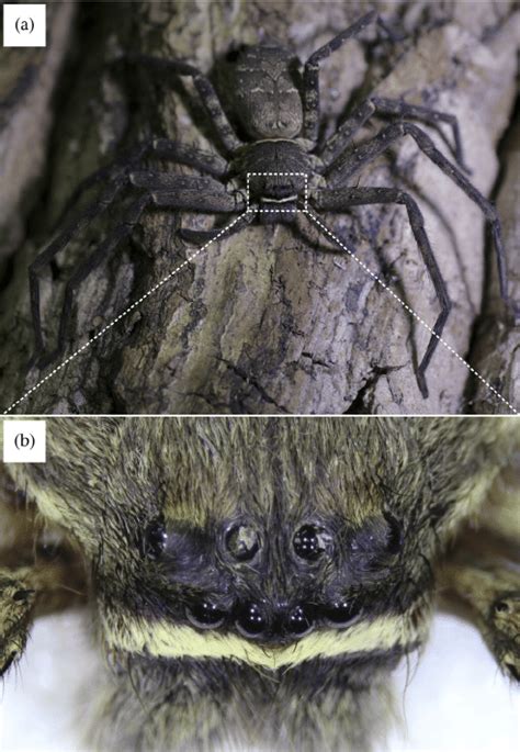 A Female Brown Huntsman Spider Heteropoda Venatoria With B The