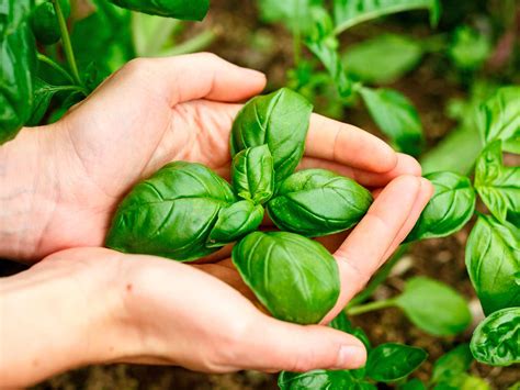 How To Grow And Care For Basil Lovethegarden